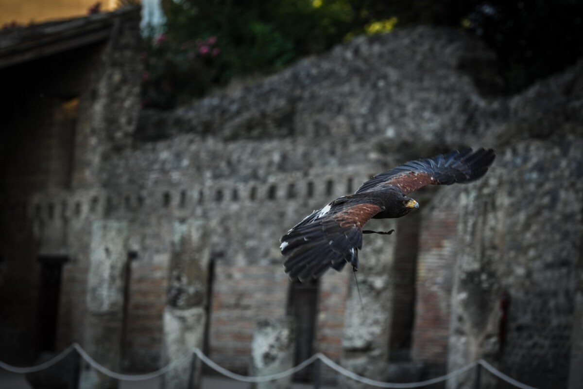 rapaci guardiani pompei