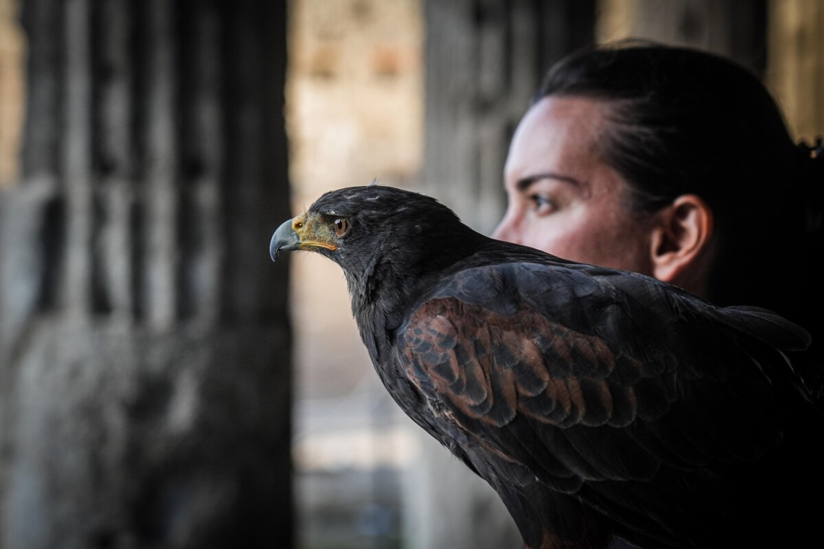 rapaci guardiani pompei