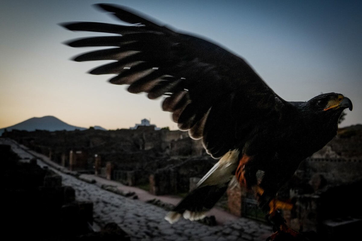 rapaci guardiani pompei