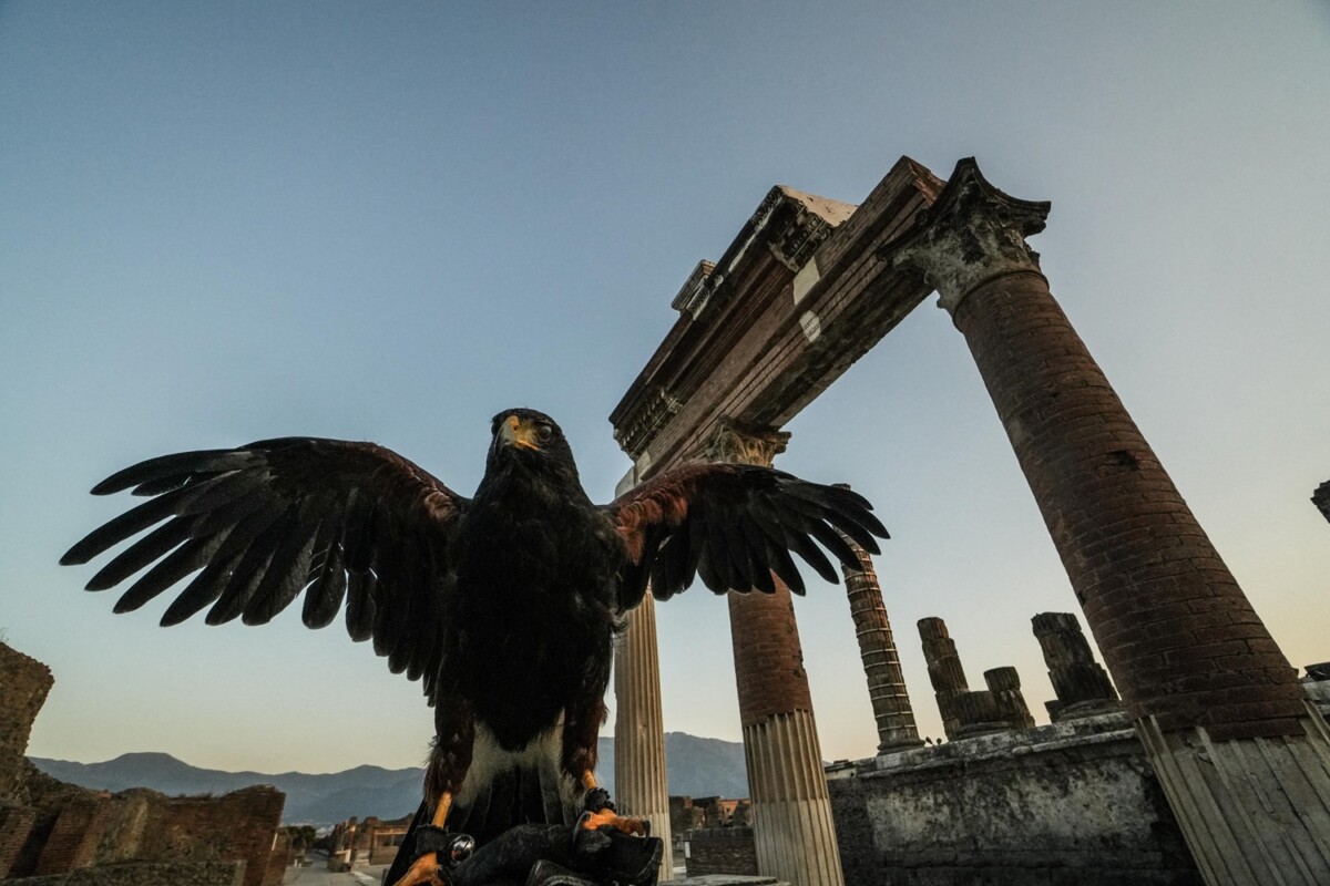 rapaci guardiani pompei