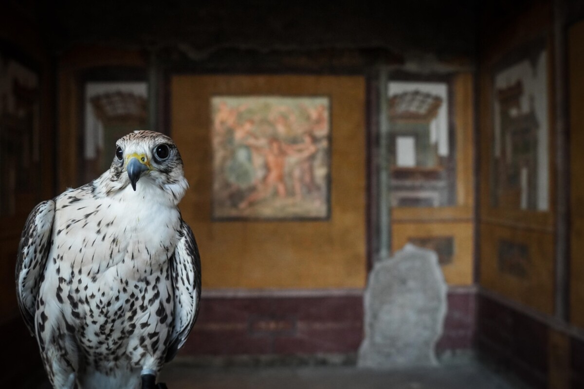 rapaci guardiani pompei