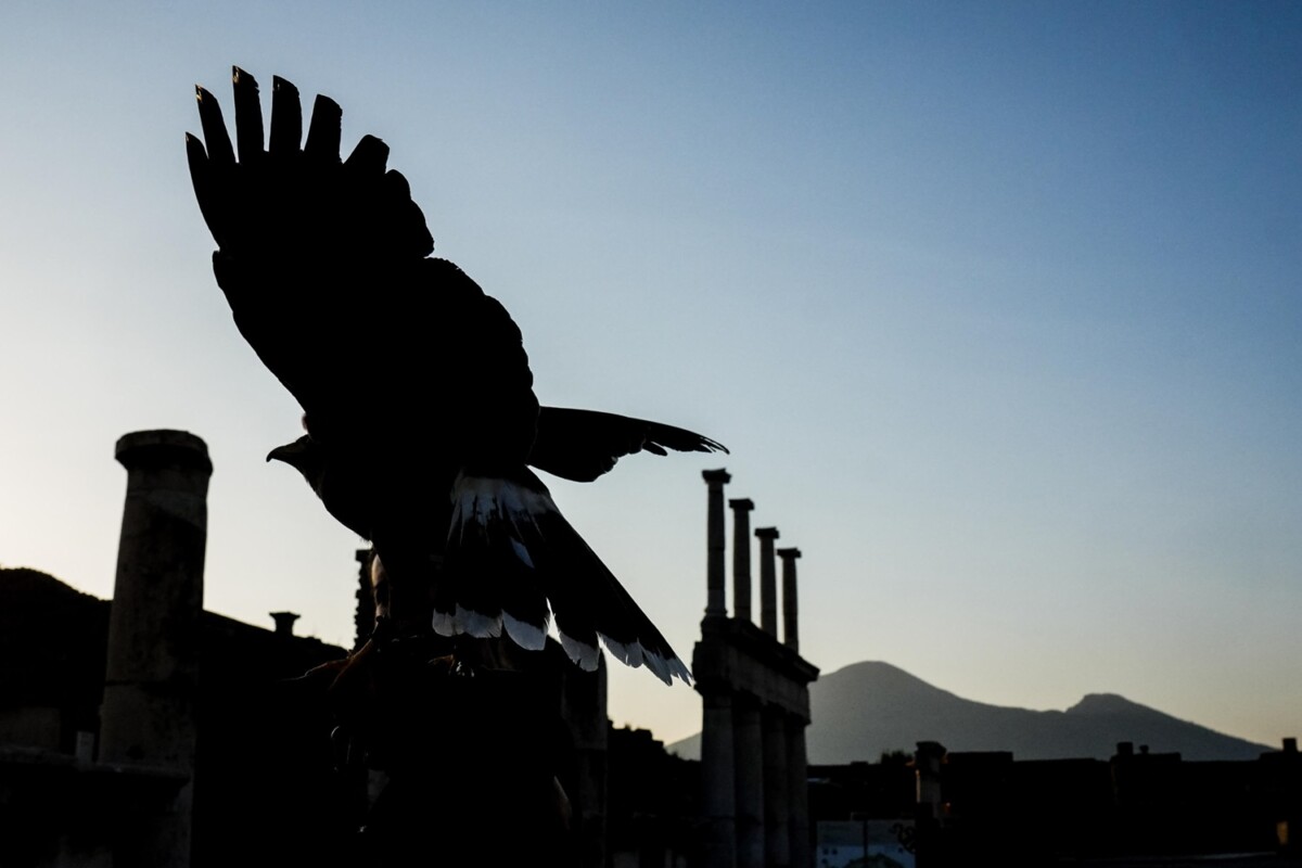 rapaci guardiani pompei