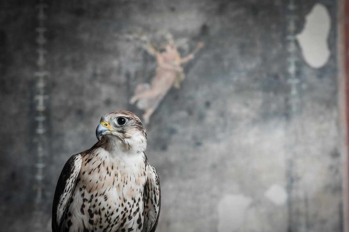 rapaci guardiani pompei