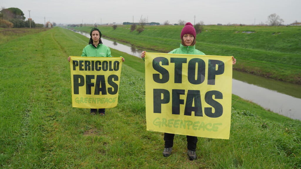 pfas greenpeace