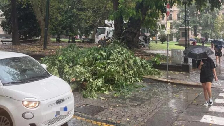 albero caduto torino