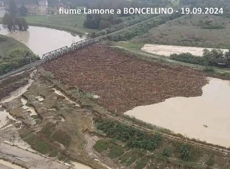 alluvione romagna foto lamone tronchi alberi