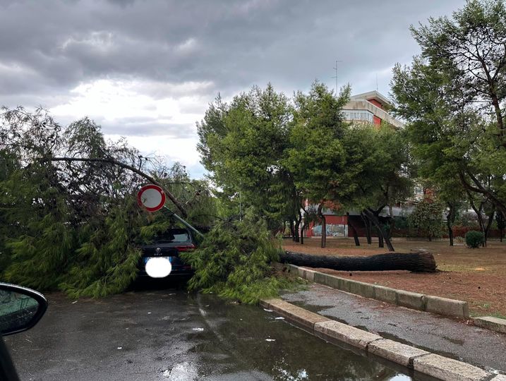 maltempo albero caduto bari