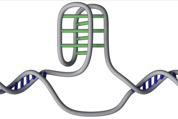 nodi dna