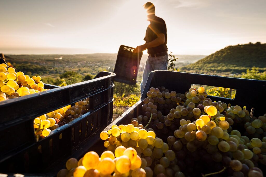 vino sicilia