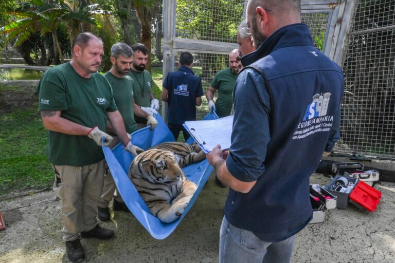 zoo napoli