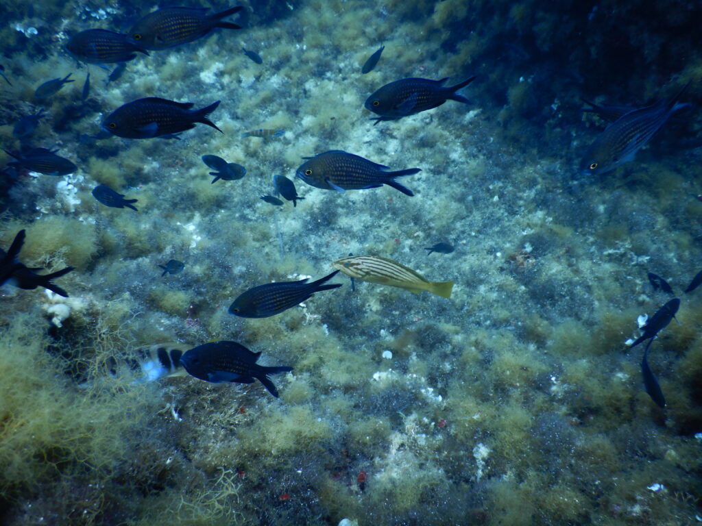 biodiversità mediterraneo