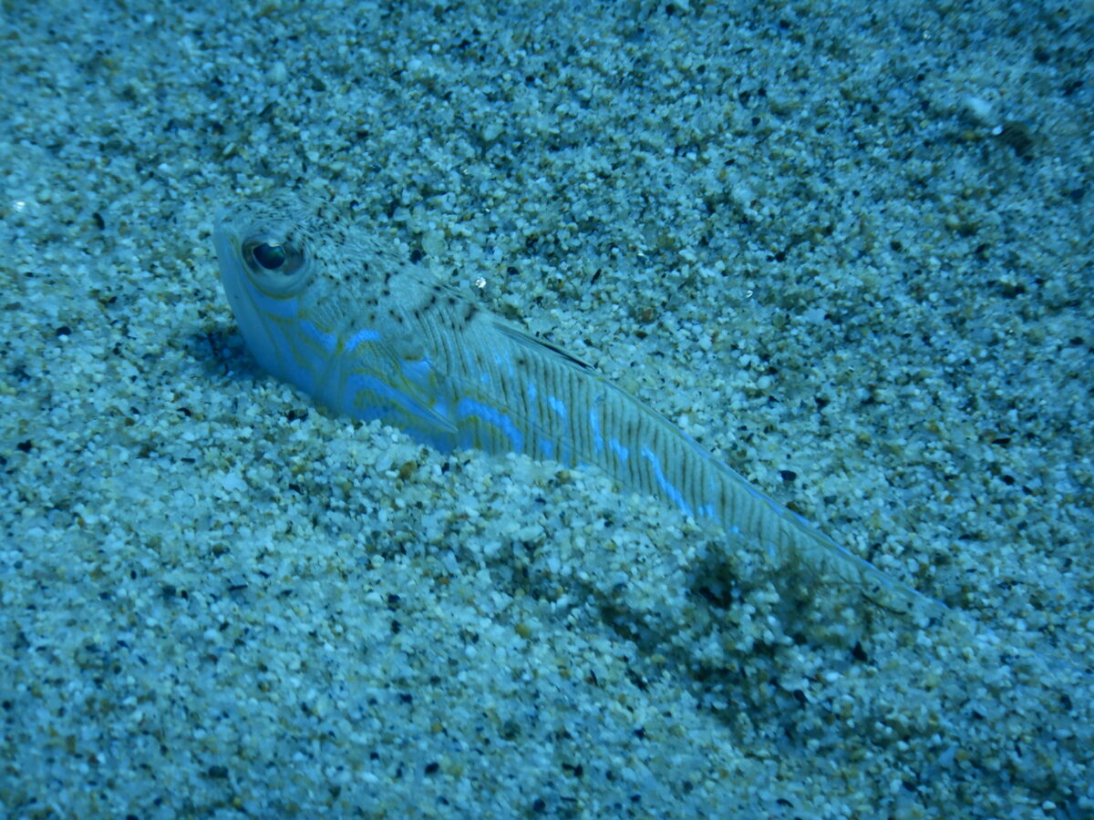 biodiversità mediterraneo