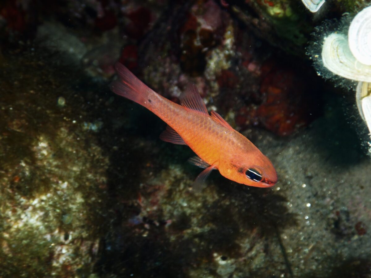 biodiversità mediterraneo