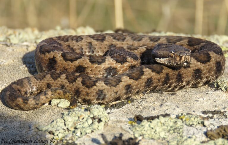 Vipera aspis hugyi - Sila - ph Gianluca Congi