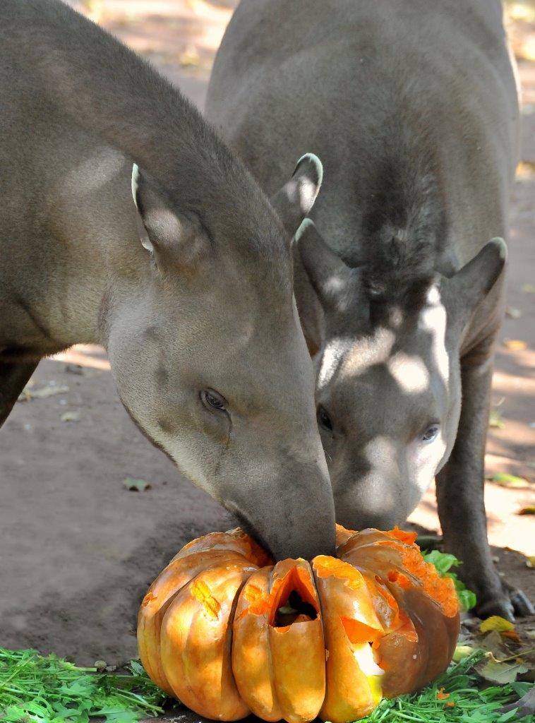 bioparco roma halloween