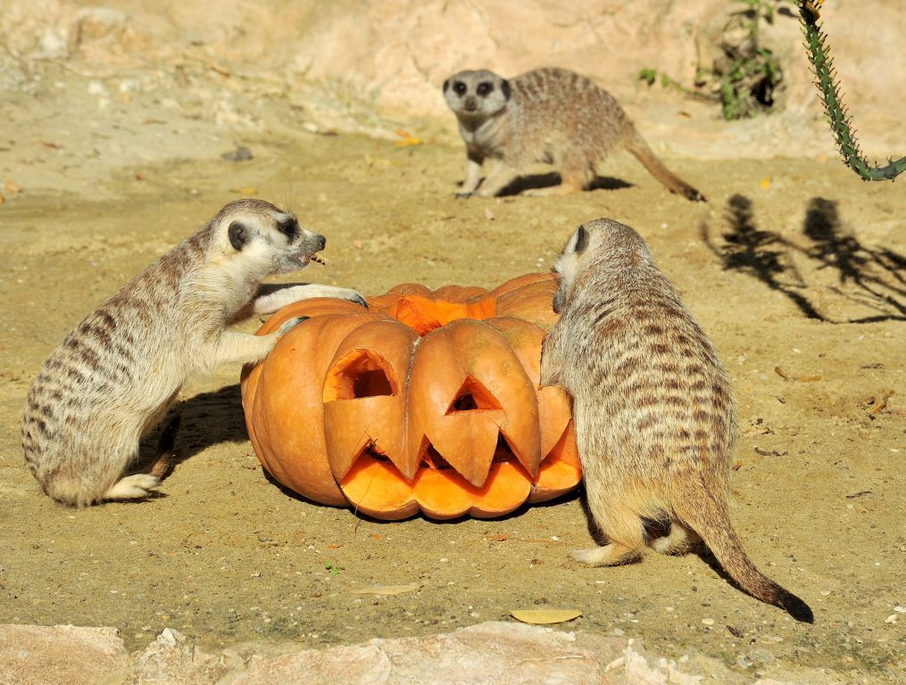 bioparco roma halloween