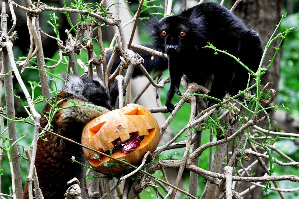 bioparco roma halloween