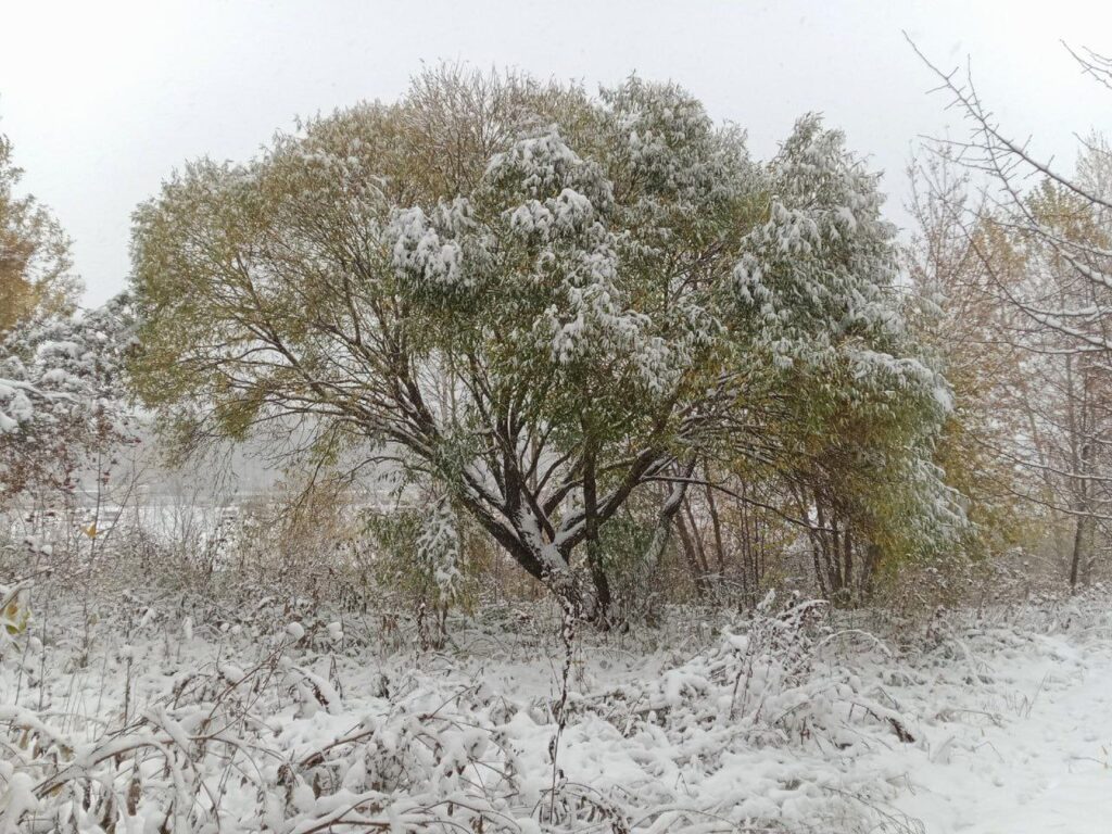 neve Nizhny Tagil russia