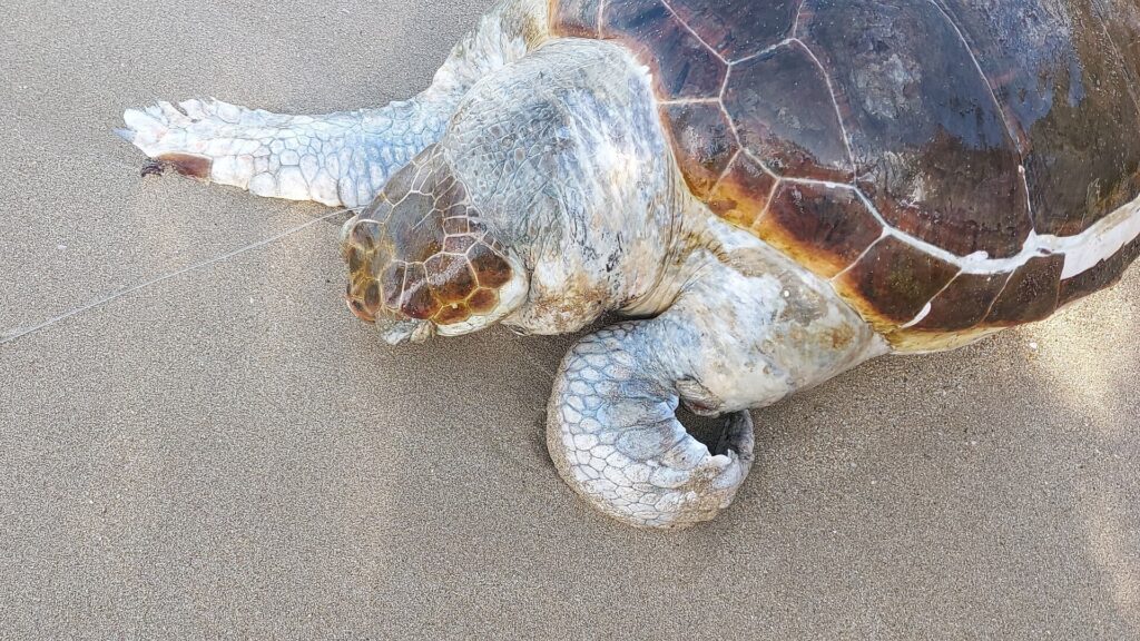 tartaruga caretta caretta morta cinisi