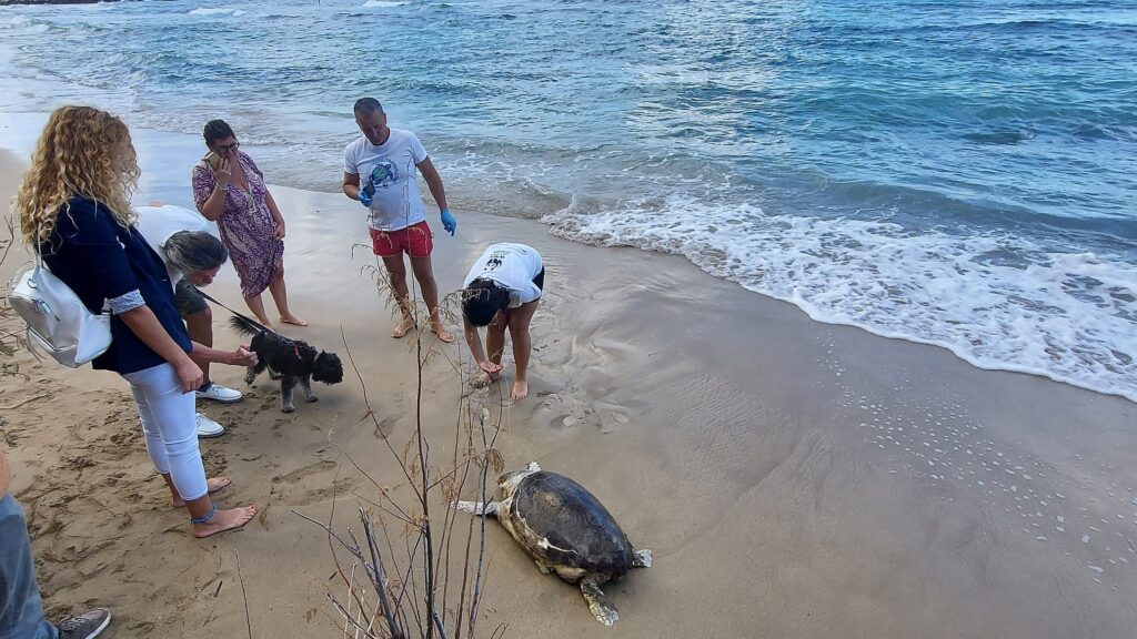 tartaruga caretta caretta morta cinisi