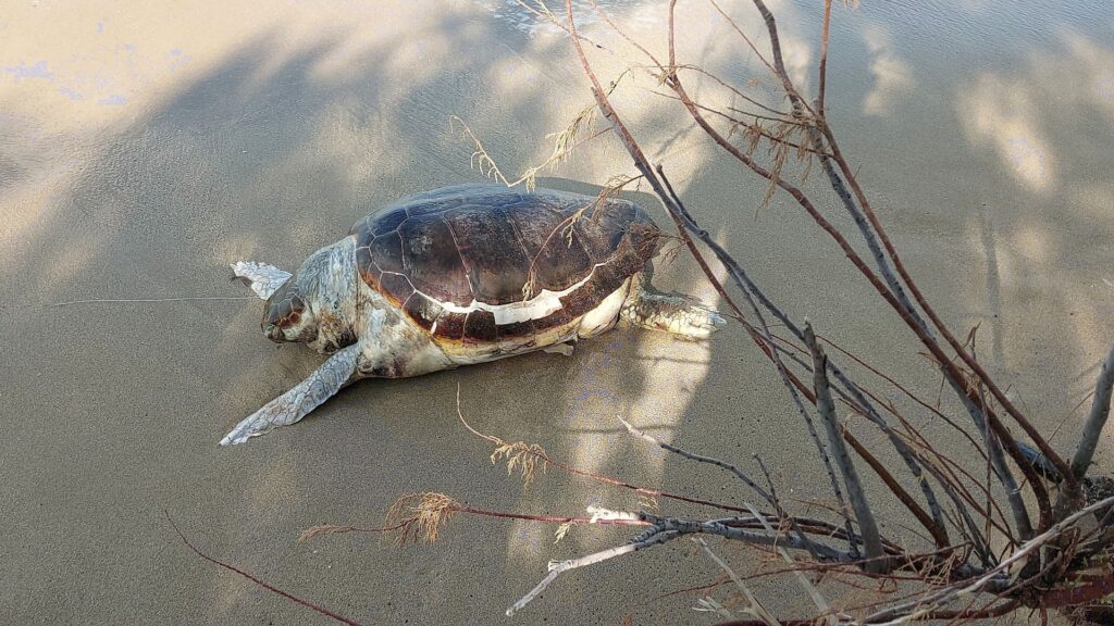 tartaruga caretta caretta morta cinisi