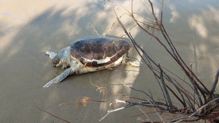 tartaruga caretta caretta morta cinisi