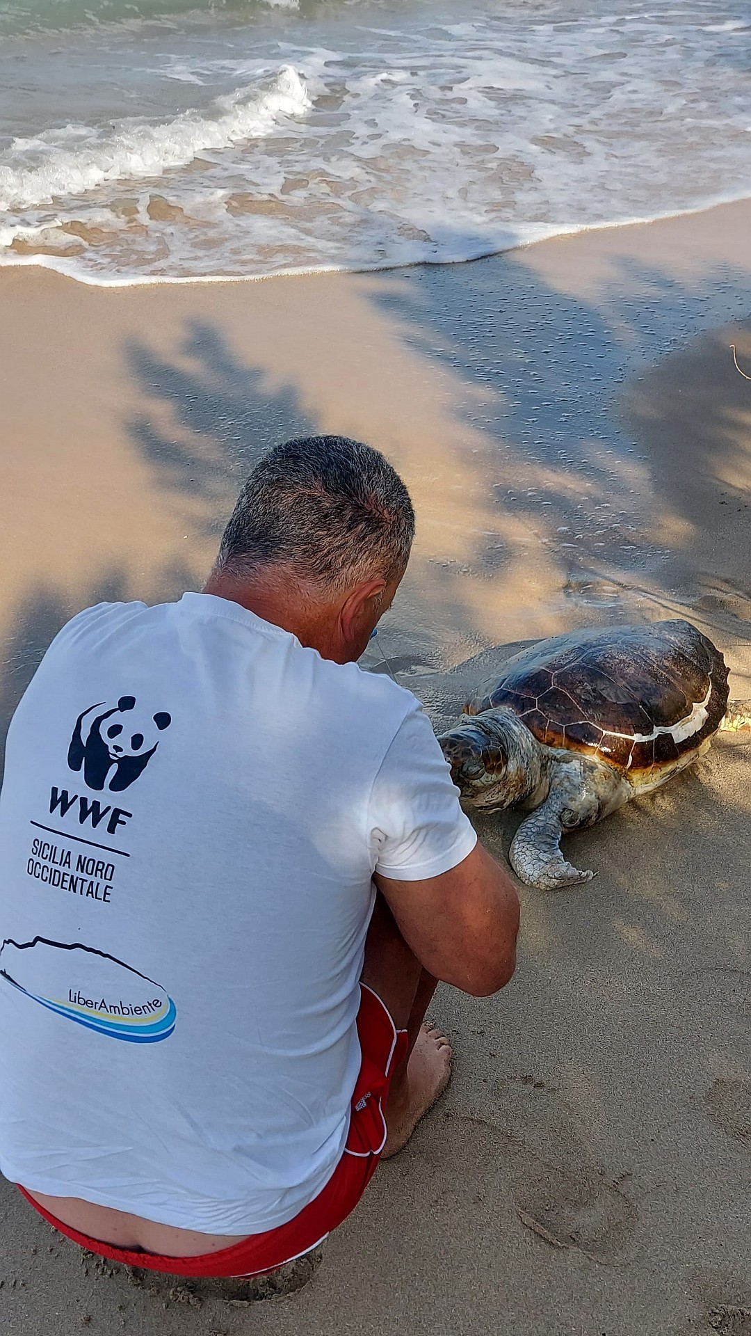 tartaruga caretta caretta morta cinisi