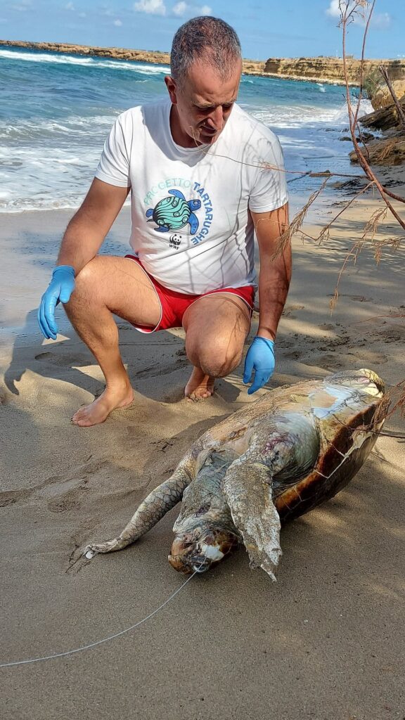 tartaruga caretta caretta morta cinisi