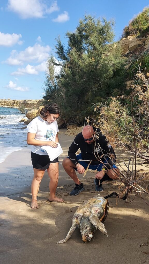 tartaruga caretta caretta morta cinisi