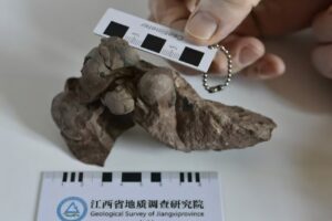 uovo di dinosauro più piccolo mai trovato