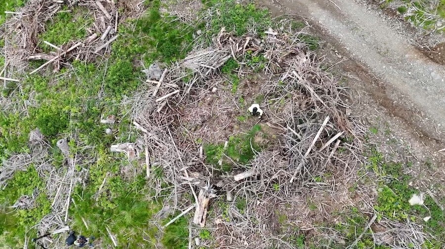 vaia ancora natura per il col di lana