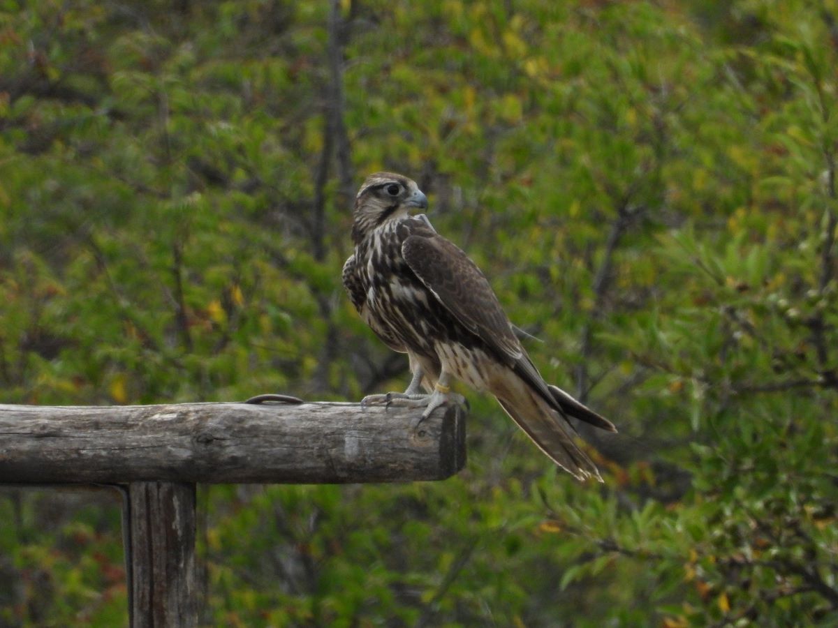 Falco Lanario