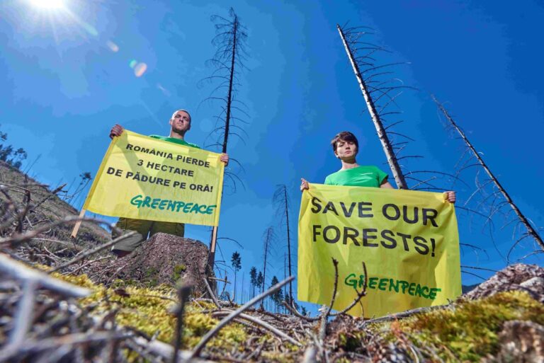 Greenpeace foreste