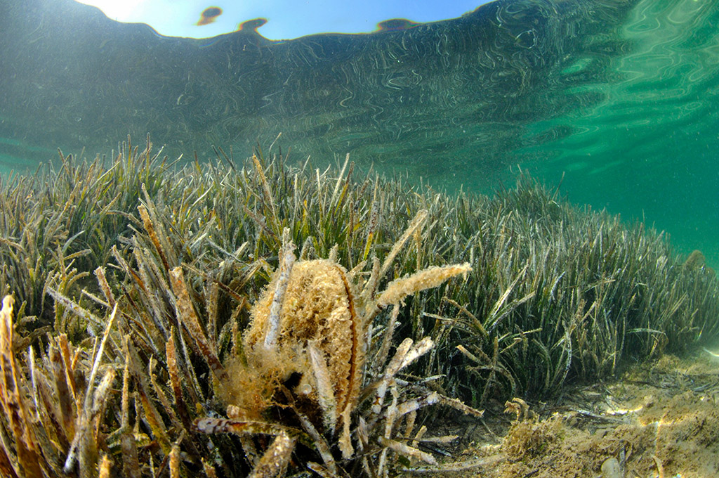 Pinna nobilis. Credit M. Colombo