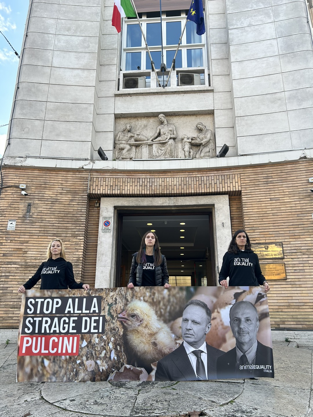 Protesta pulcini maschi