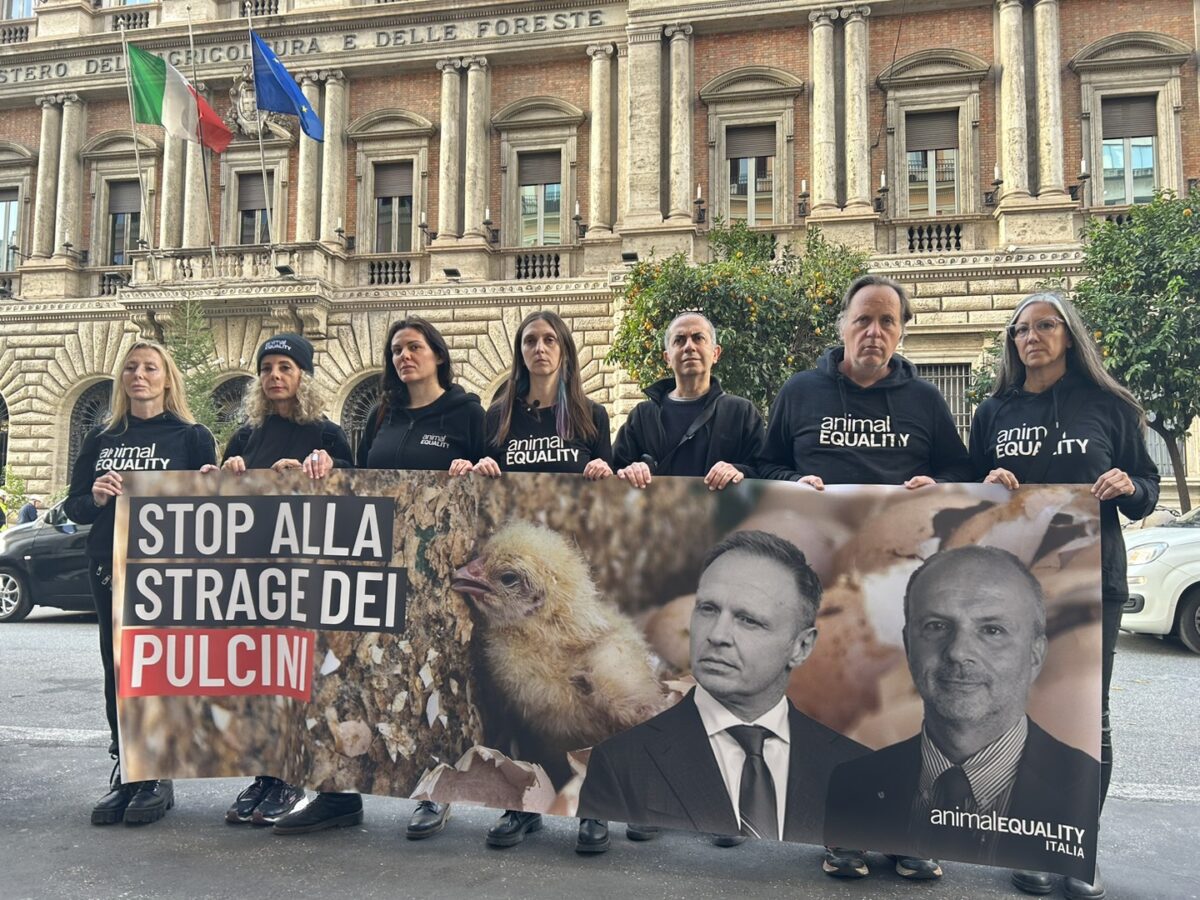 Protesta pulcini maschi