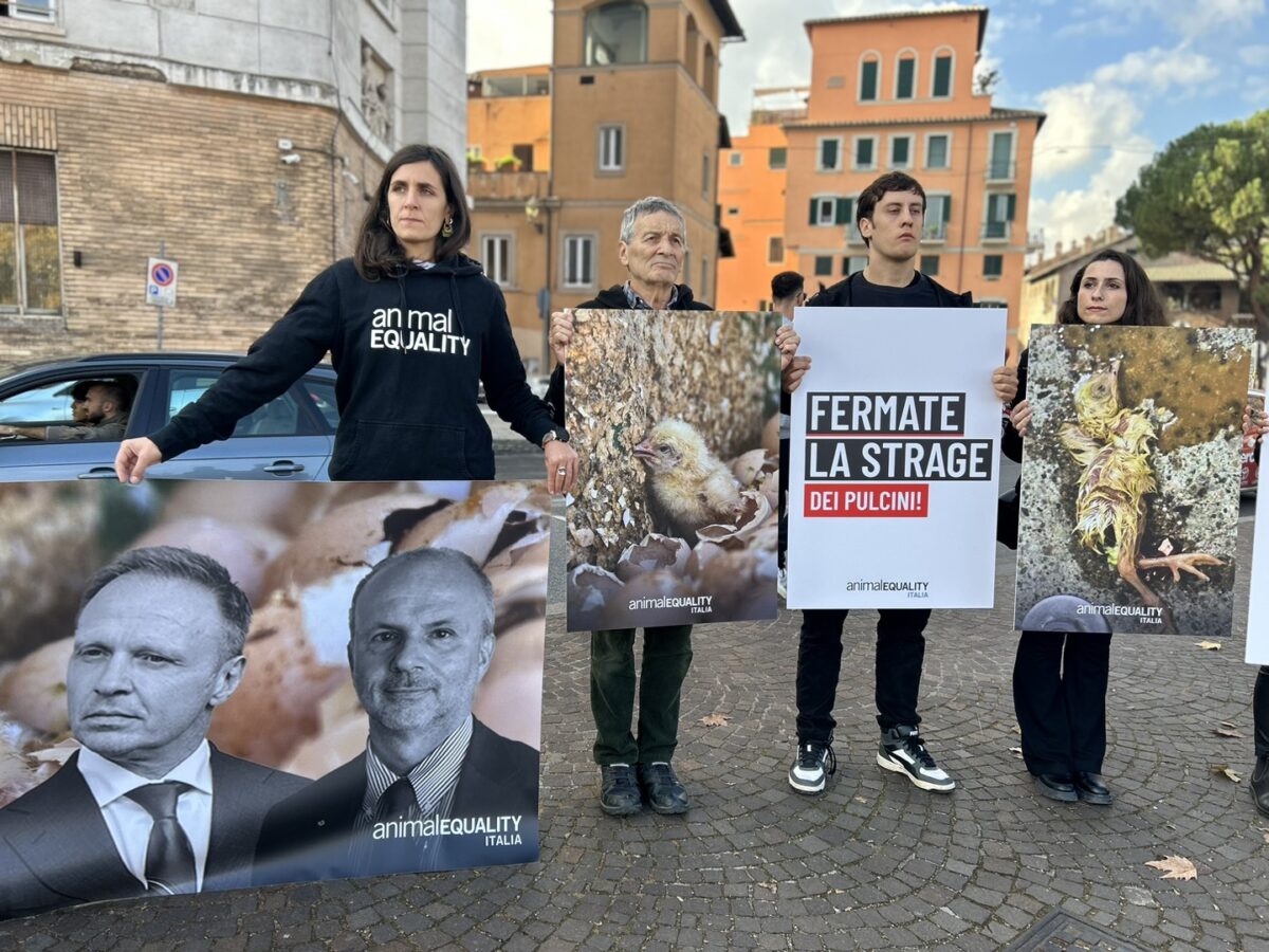 Protesta pulcini maschi