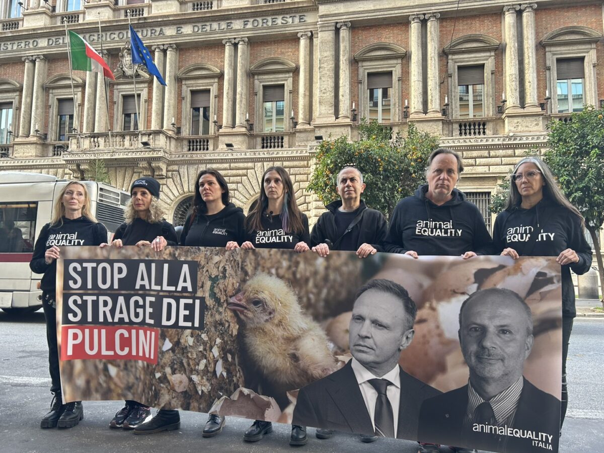 Protesta pulcini maschi