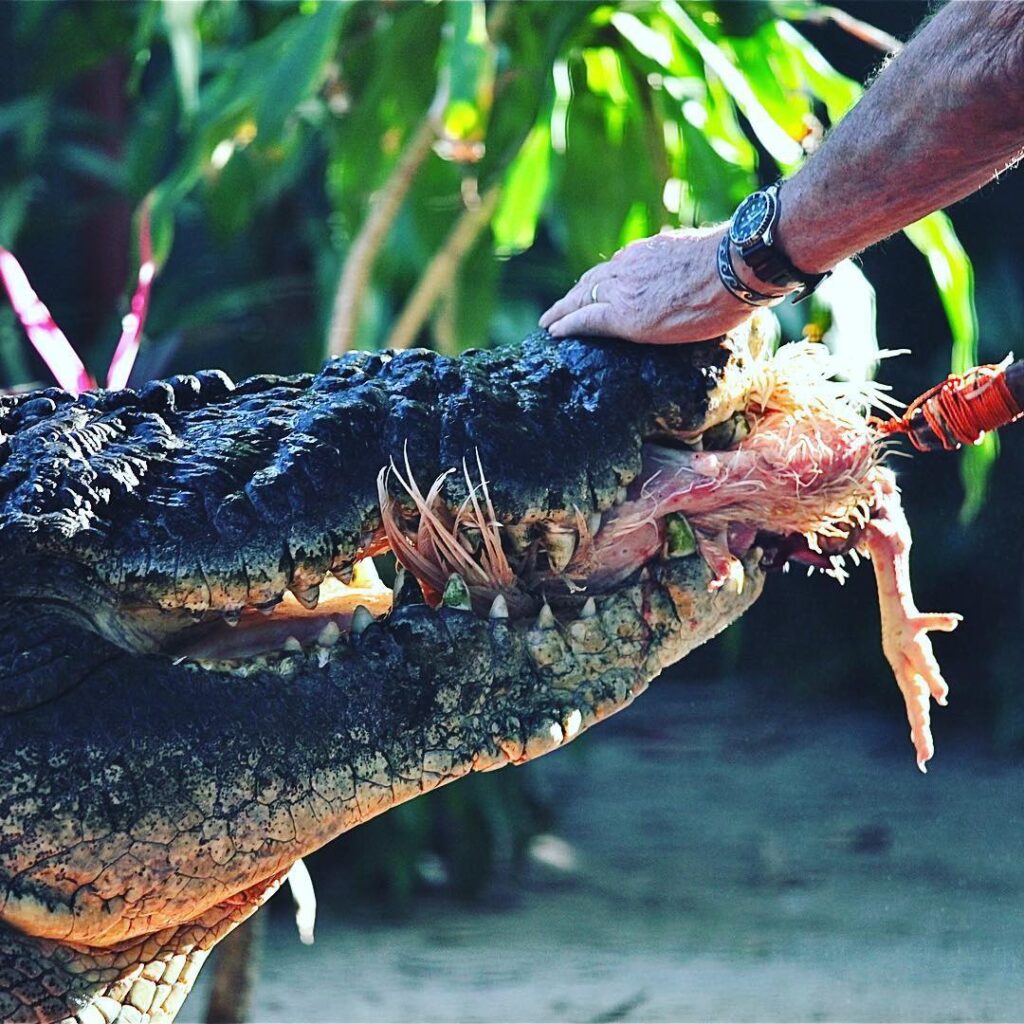 coccodrillo più grande del mondo australia morto