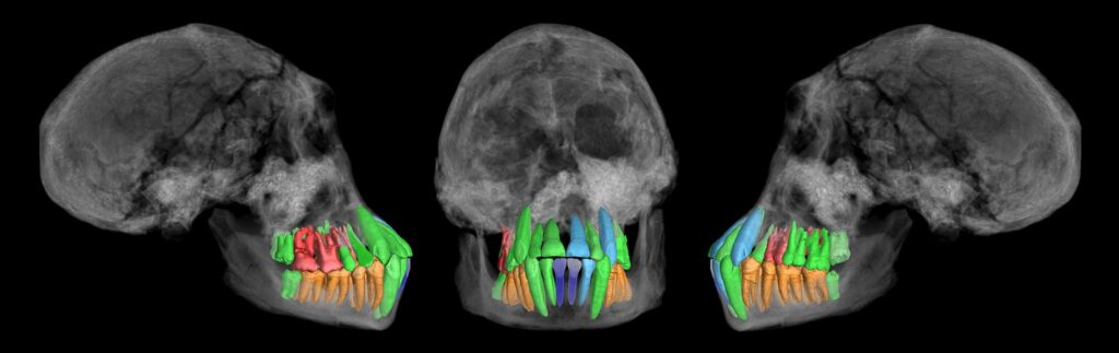 denti umani evoluzione