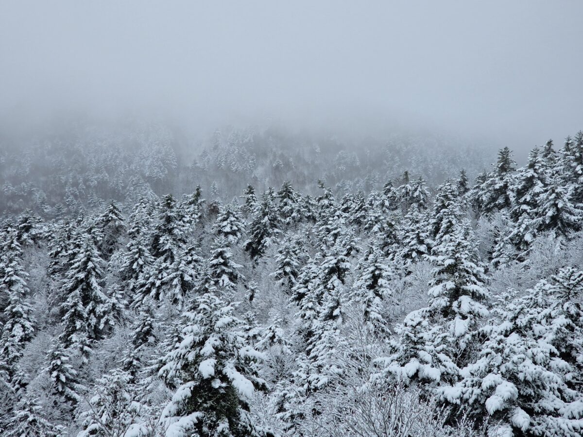 neve aspromonte 30 novembre 2024