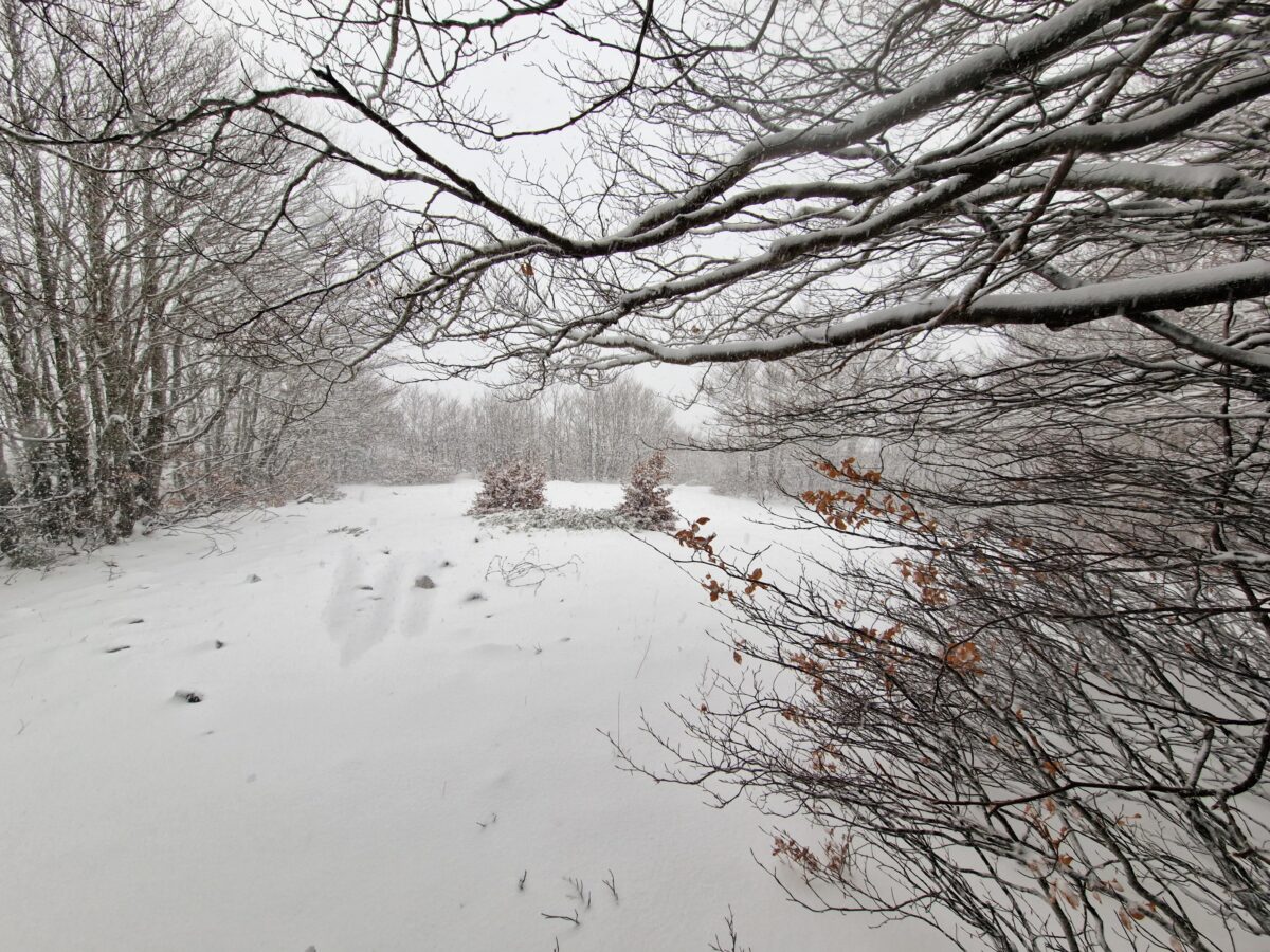 neve aspromonte 30 novembre 2024