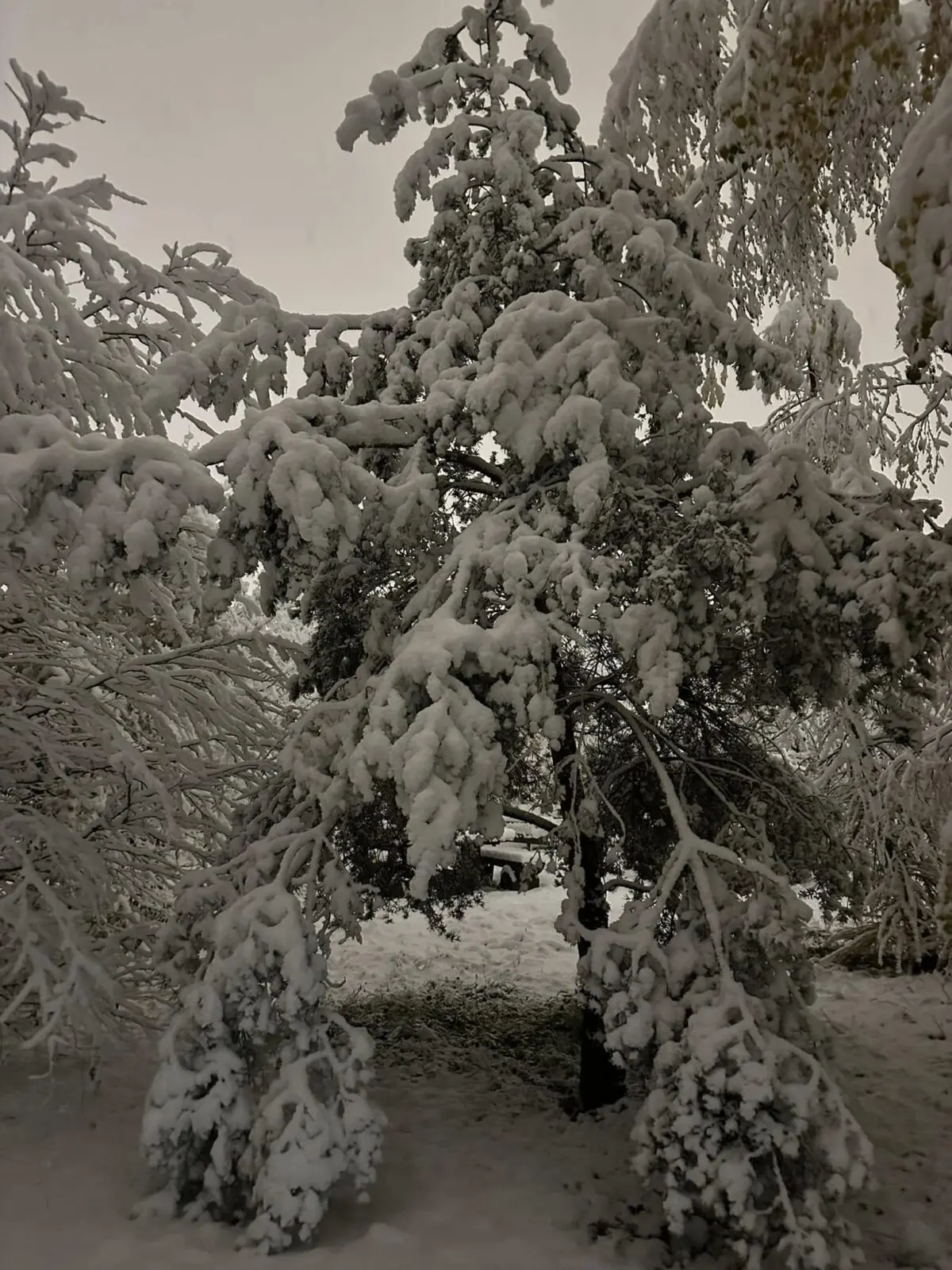 neve basilea svizzera