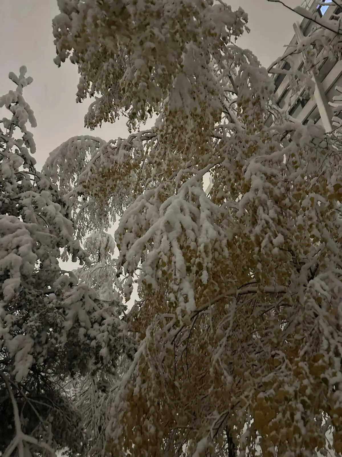 neve basilea svizzera