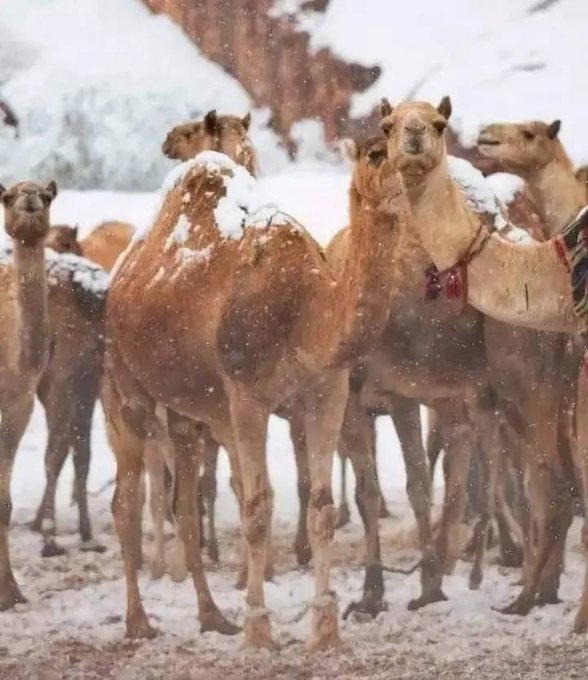 neve deserto arabia saudita