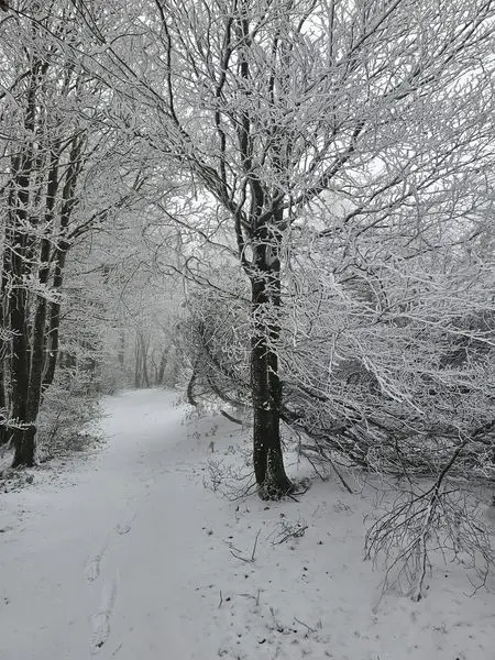 neve monte falco toscana