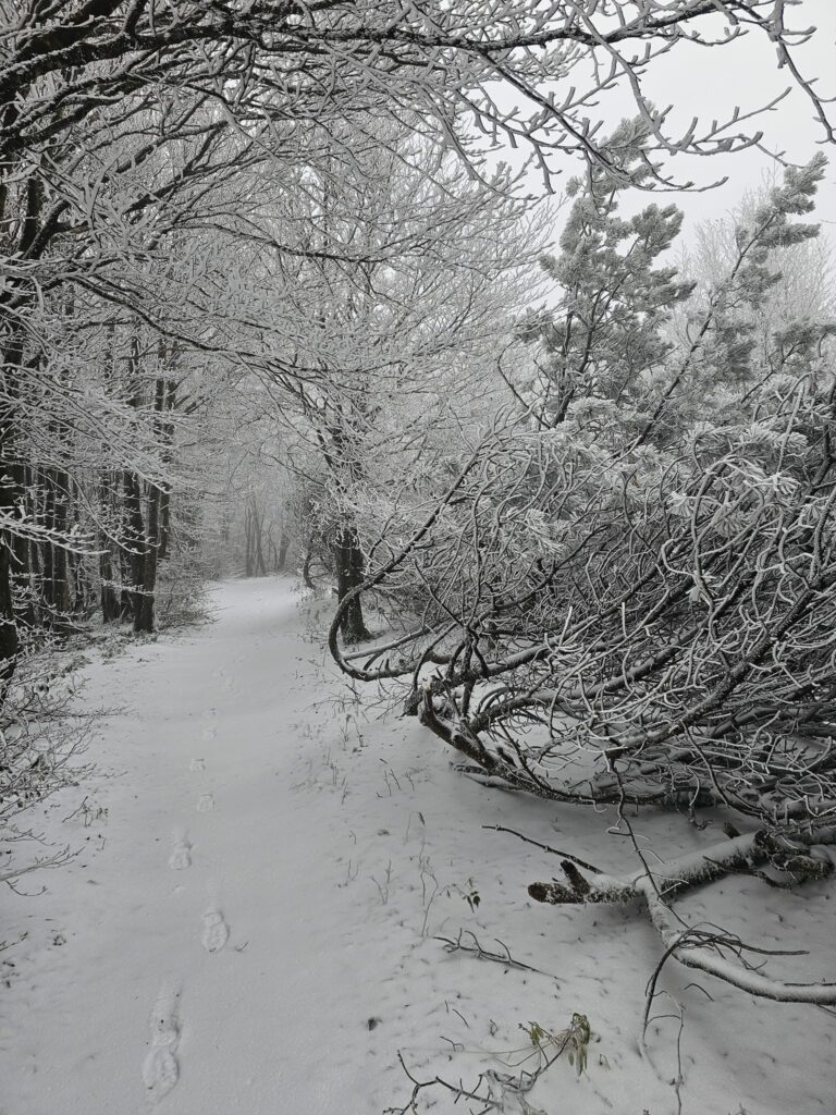 neve monte falco toscana