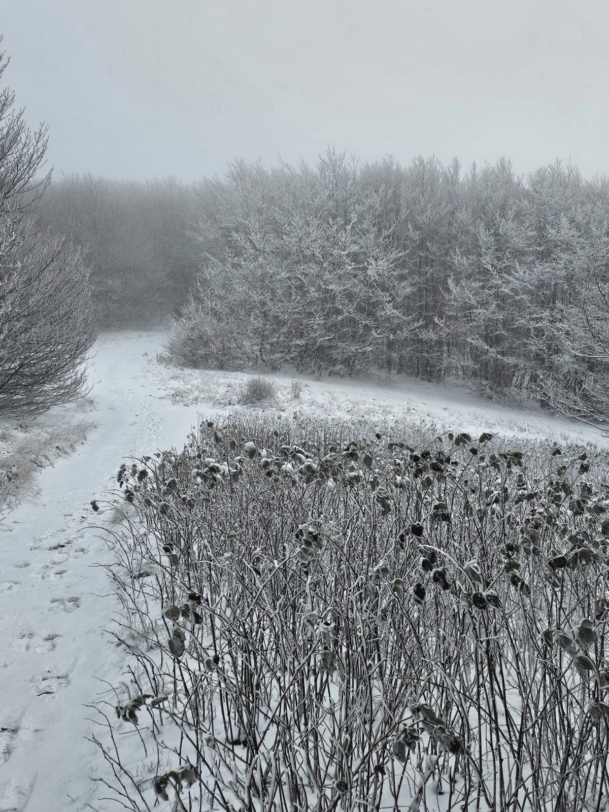 neve monte falco toscana