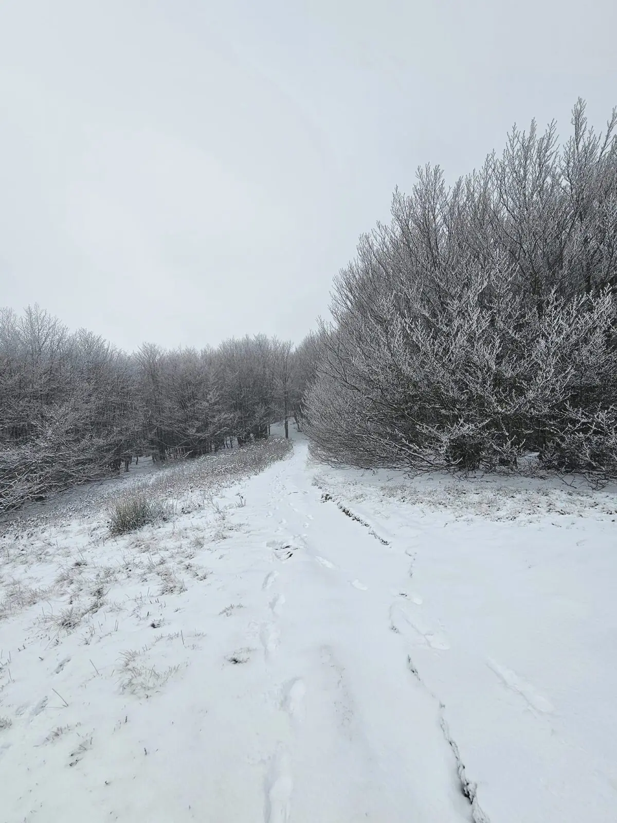 neve monte falco toscana