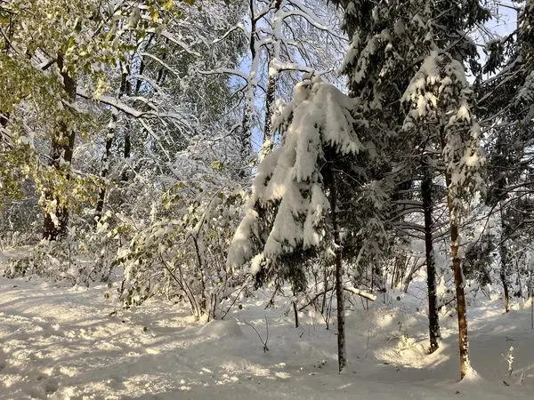 neve svizzera